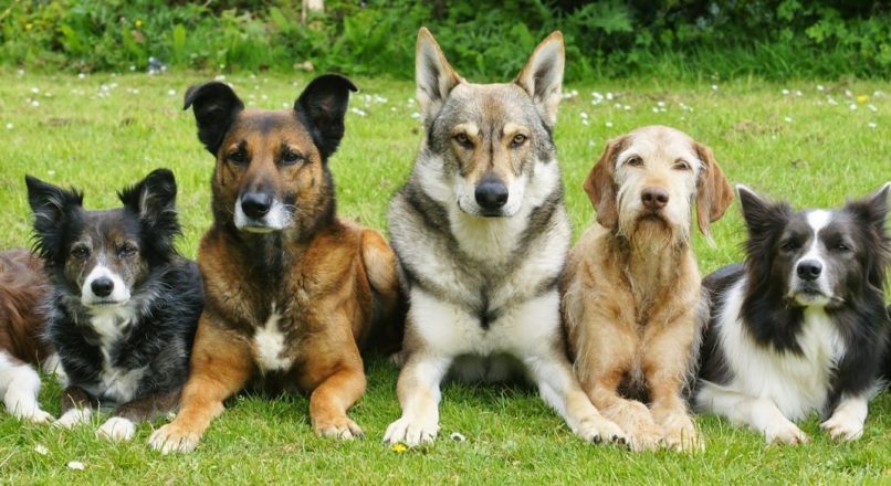 Oportunidade com o adestramento de cães