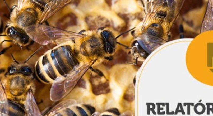 RELATÓRIO INTELIGÊNCIA – Alimentação alternativa
