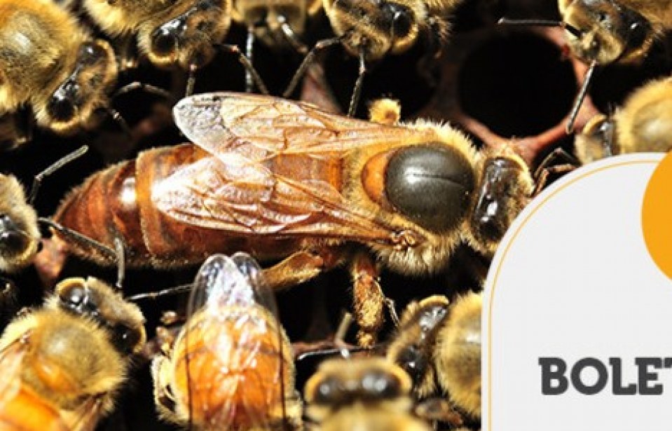 BOLETIM TENDÊNCIAS – Benefícios do Georreferenciamento na apicultura