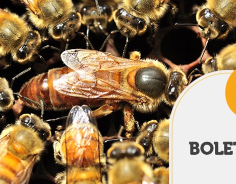 Georreferenciamento na apicultura