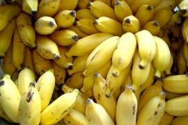 Investir em banana orgânica é um bom negócio