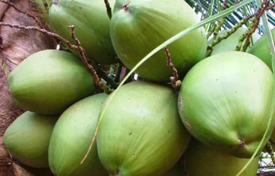 Cultivo e mercado de Coco Verde