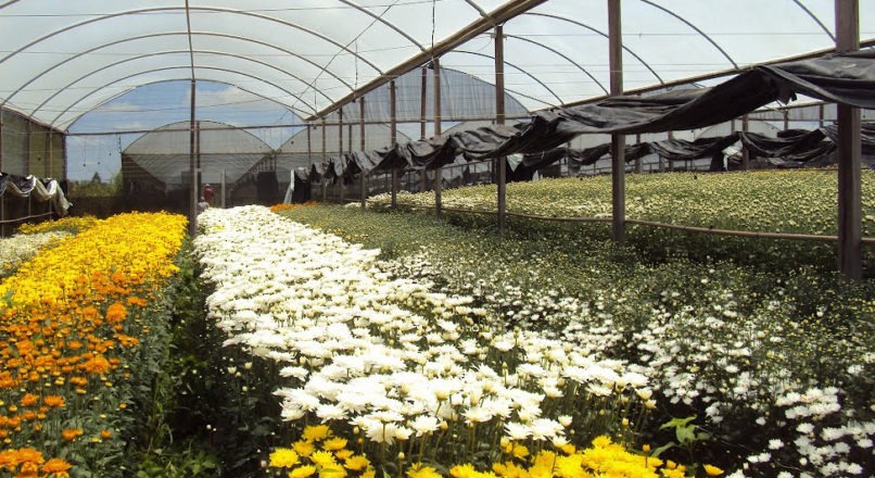 Abrindo uma empresa de cultivo de flores