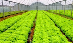 Smartphones e tablets a favor da produção de hortaliças