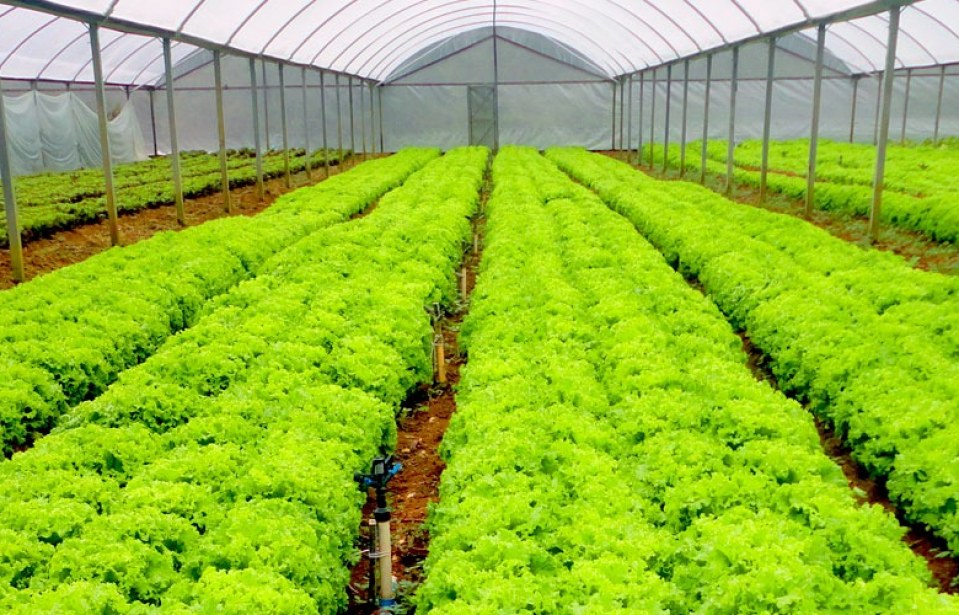 Smartphones e tablets a favor da produção de hortaliças
