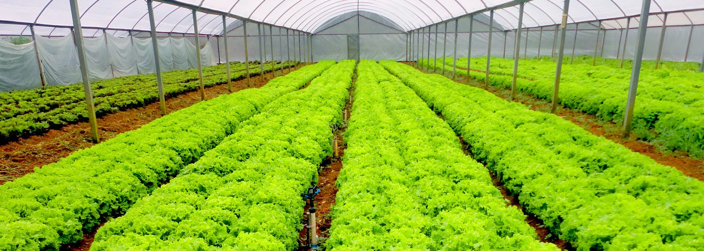 Smartphones e tablets a favor da produção de hortaliças 