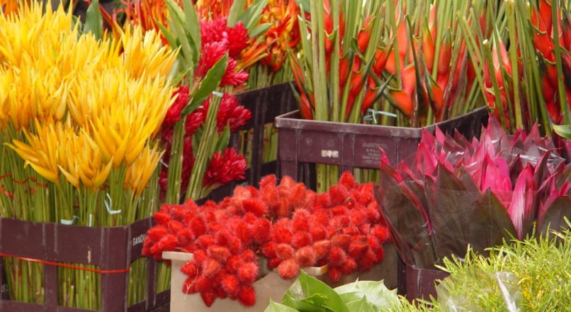 Floricultura no caminho certo