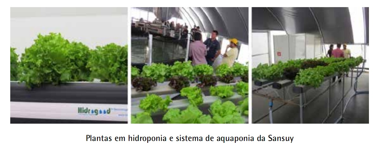 Avanços na produção de hortaliças hidropônicas.