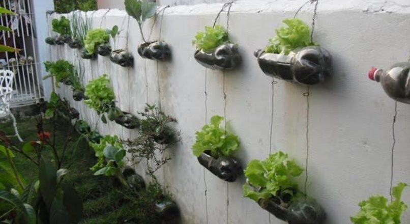Hortas em pequenos espaços