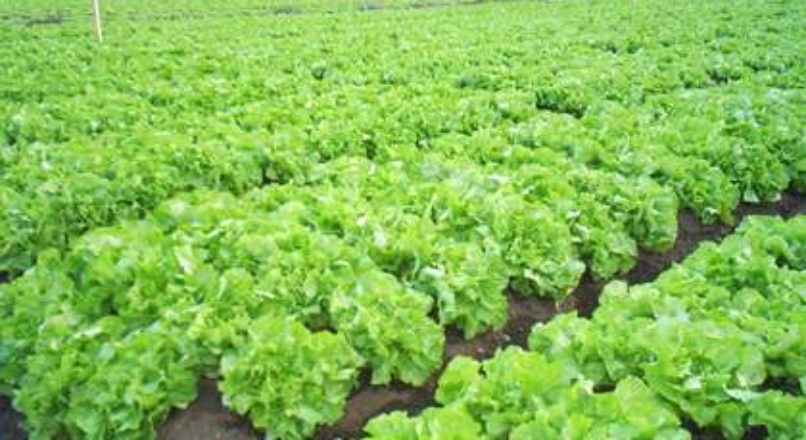 Horticultura – rotação de culturas