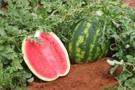 Cultivo e mercado da melancia