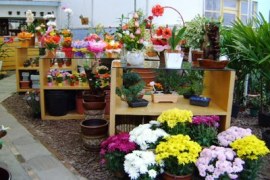 Floricultura – O que considerar num plano de negócios