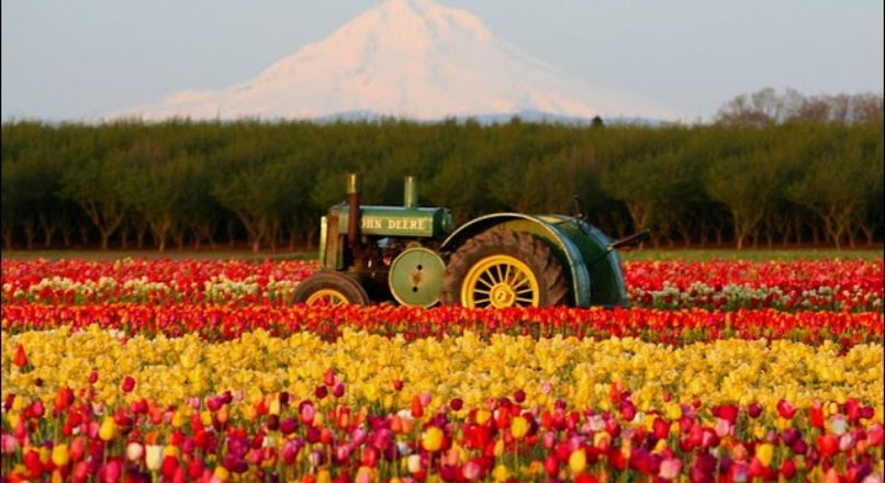 Dicas de automação para cultivo de flores