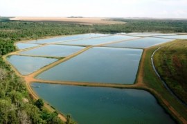 A importância da licença ambiental para a piscicultura