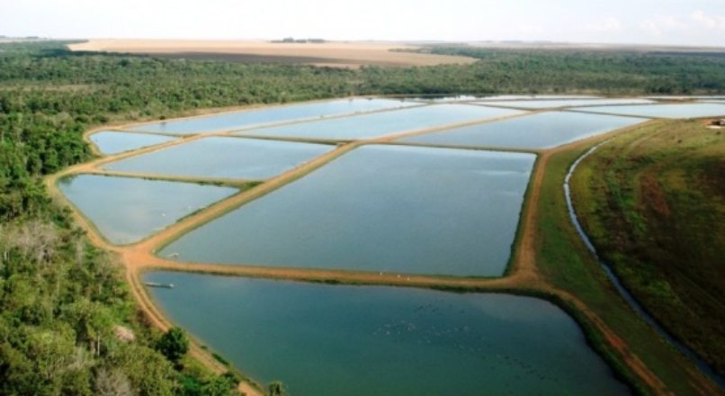 A importância da licença ambiental para a piscicultura