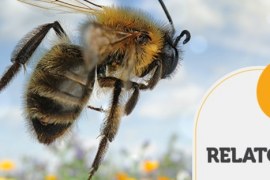 RELATÓRIO INTELIGÊNCIA – O voo de acasalamento da abelha rainha