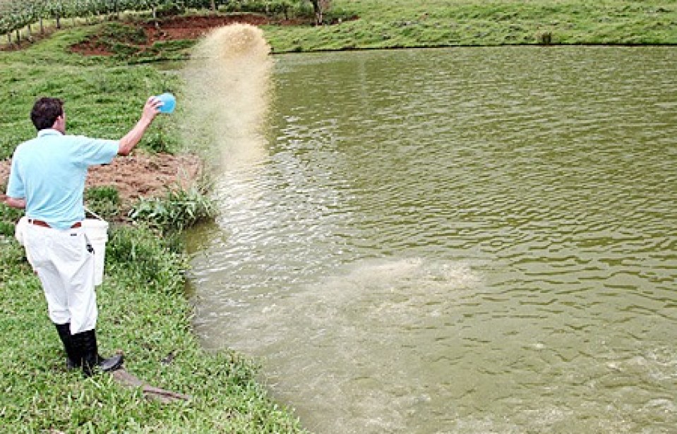 Como fortalecer um criatório de peixes