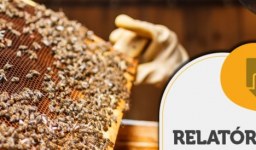 RELATÓRIO INTELIGÊNCIA – Cultura exportadora de mel