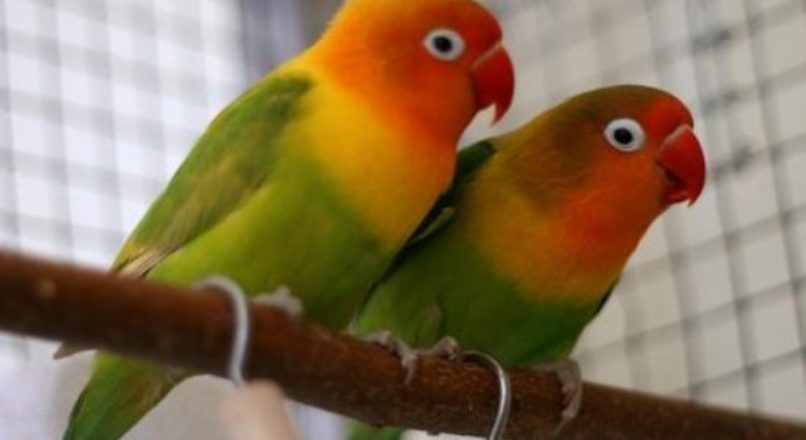 Aves ornamentais – início com baixo investimento