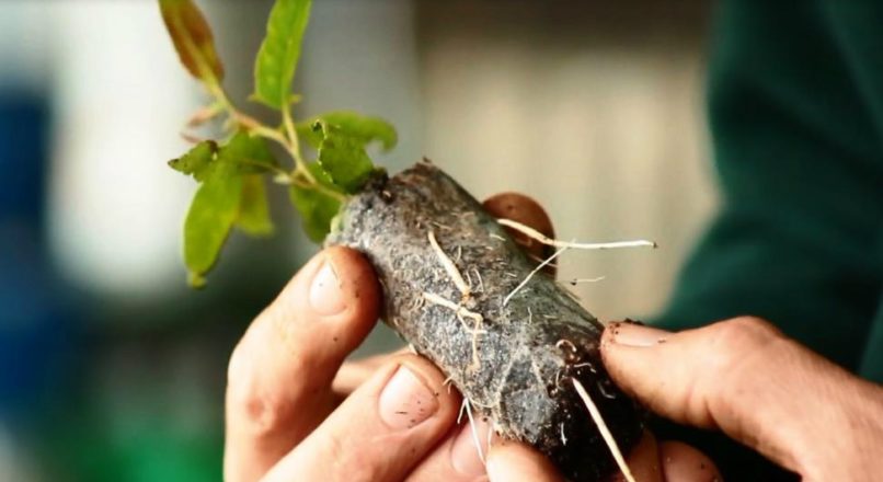 Produção de sementes e mudas florestais