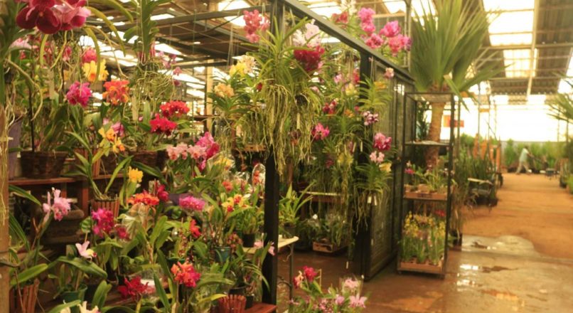 O mercado de flores em tempos de Coronavírus
