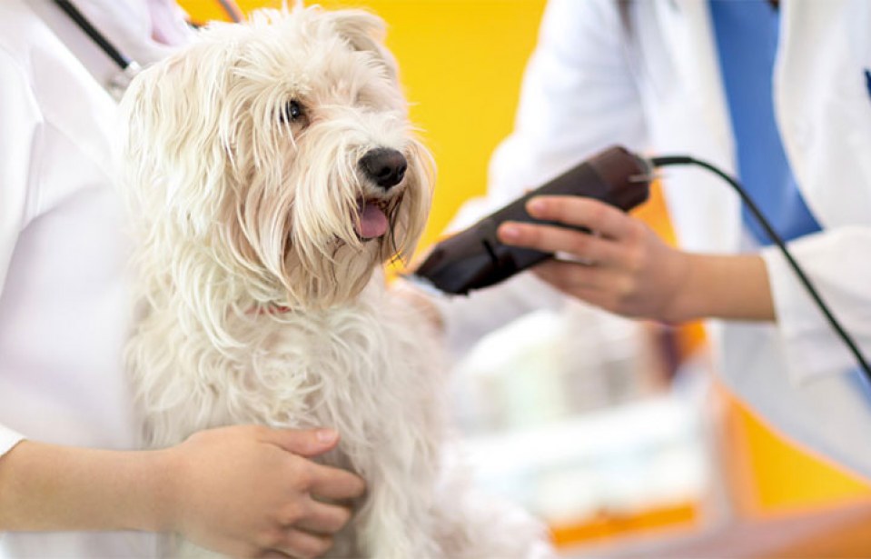 Pet Shop Banho e Tosa perto de mim - Como escolher o correto