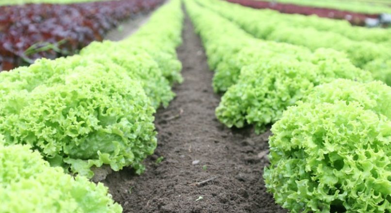Dicas para você cultivar hortaliças em casa