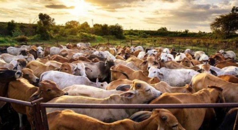 Como escolher um sistema para minha fazenda?