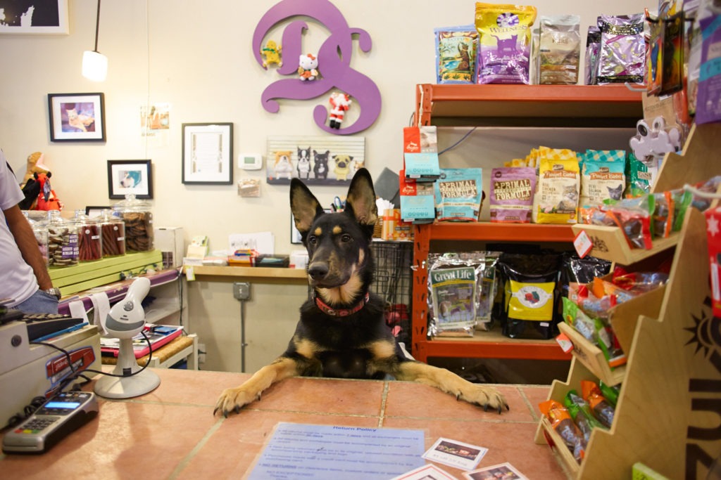 Como Montar Um Pet Shop