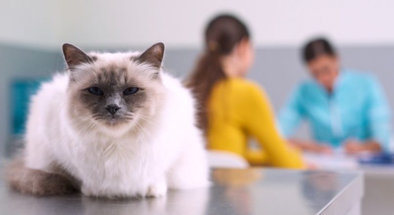 Como melhorar a gestão de uma clínica veterinária?