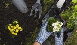 Cultive uma horta orgânica saudável com essas dicas
