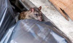 Como evitar infestações de ratos