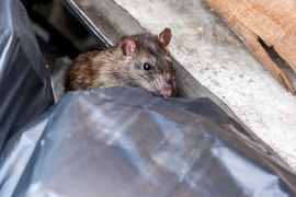Como evitar infestações de ratos