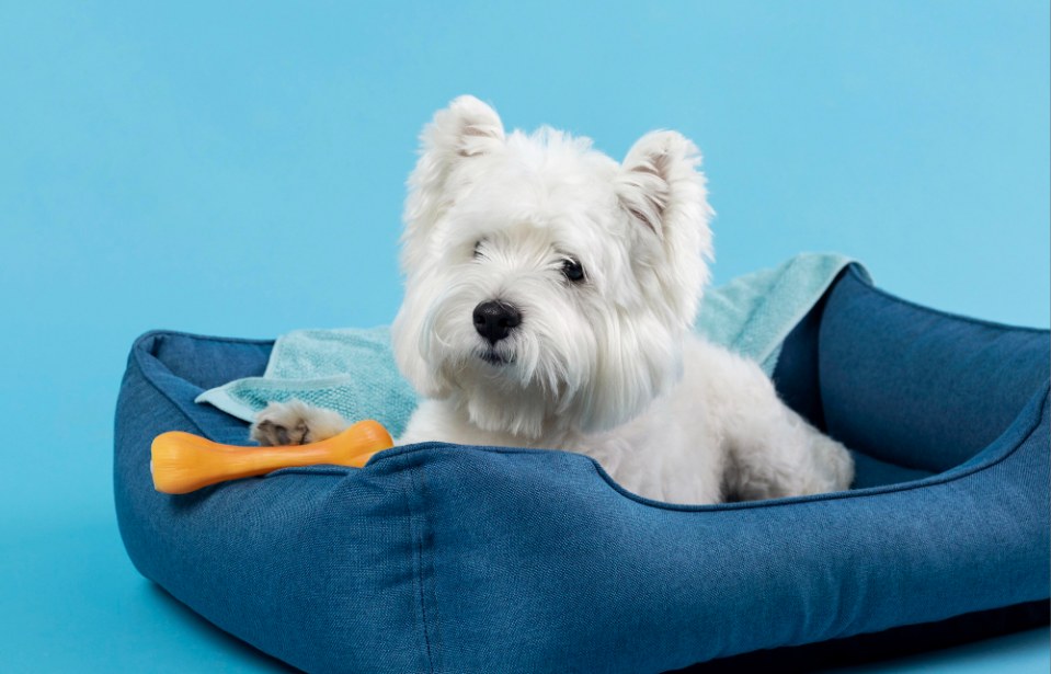 Marketing para Pet Shop: 5 dicas para ter sucesso