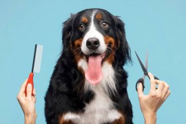 Banho e tosa: vale a pena trabalhar como tosador de animais?