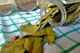 Quais são os benefícios da folha de louro?