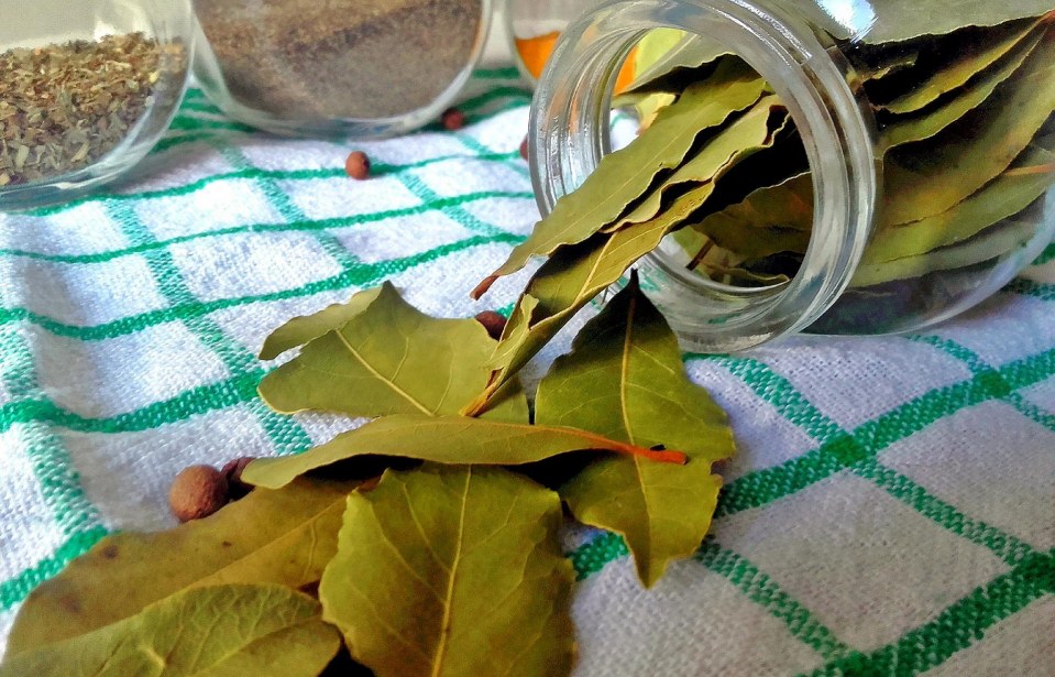 Quais são os benefícios da folha de louro?