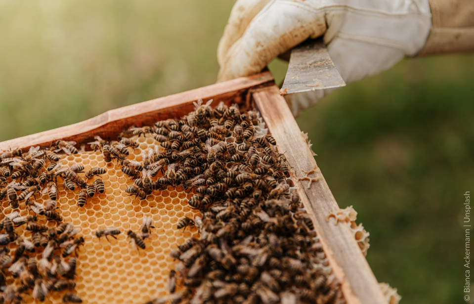 Inteligência Artificial cuida do bem estar das abelhas