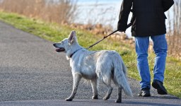 Principais vantagens de passear com seu cachorro