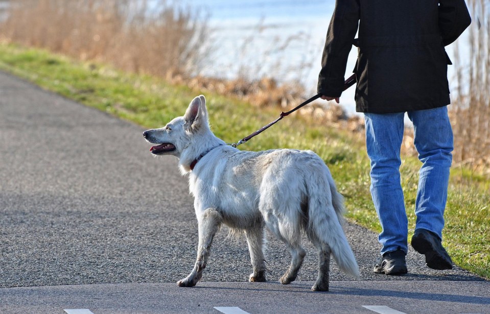 Principais vantagens de passear com seu cachorro