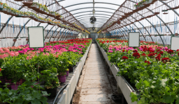Trabalha com Floricultura? Veja as Tendências do Mercado de Flores no Brasil