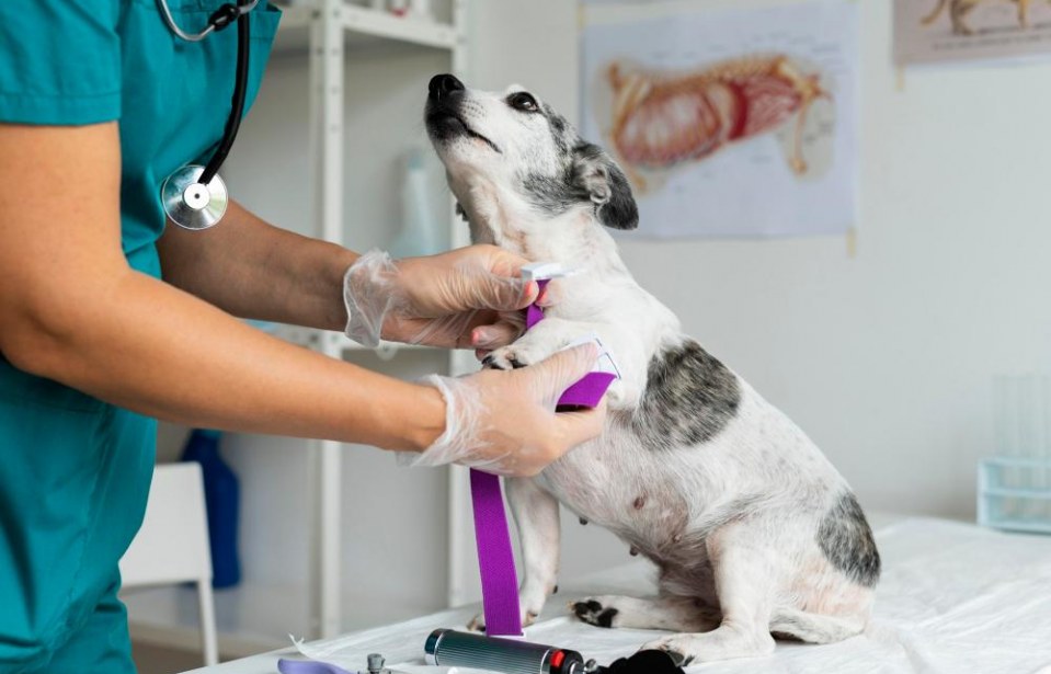 6 Habilidades e Responsabilidades de um Auxiliar de Veterinário