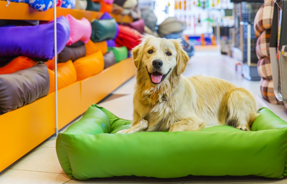 Mercado Pet: setor estimula crescimento cada vez maior da economia no país