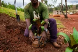 O Plantio de Árvores como Estratégia Sustentável no Agronegócio Brasileiro