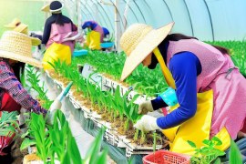 Agricultura Sintrópica em Foco A Revolução Verde Sustentável