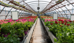 Flores de Época: Beleza Natural na Floricultura ?