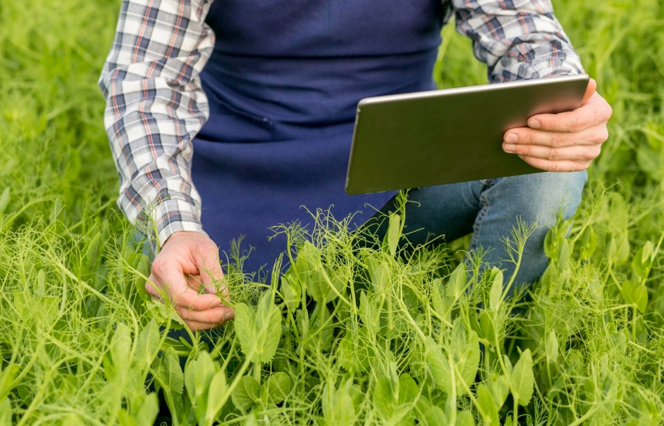 Tecnologia IoT no Agronegócio: Como Sensores Inteligentes Estão Revolucionando a Gestão de Fazendas