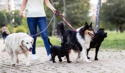 Ganhar Dinheiro Passeando com Cães: Uma Oportunidade Lucrativa e Satisfatória