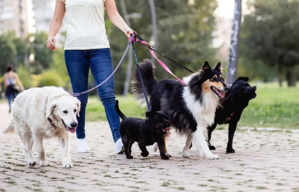 Ganhar Dinheiro Passeando com Cães: Uma Oportunidade Lucrativa e Satisfatória