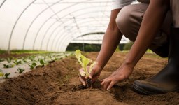 Consultoria SAP no Agronegócio: Transformando a Gestão do Campo